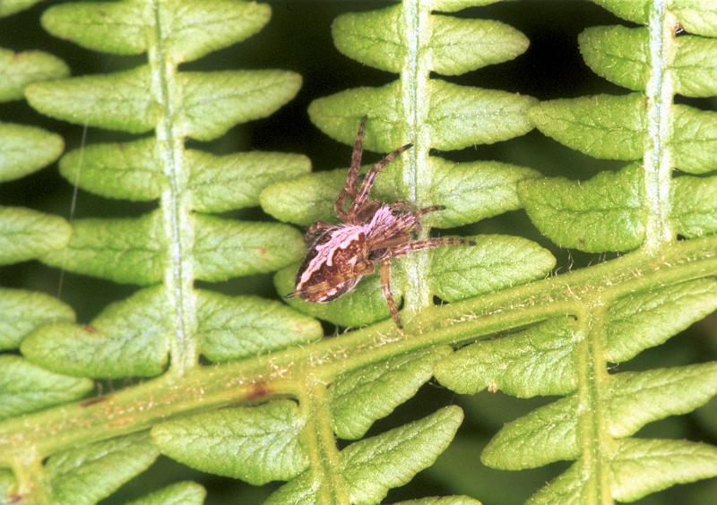 Eriophora_ZZ099_F1532_Z_86_Giru_Australie.jpg