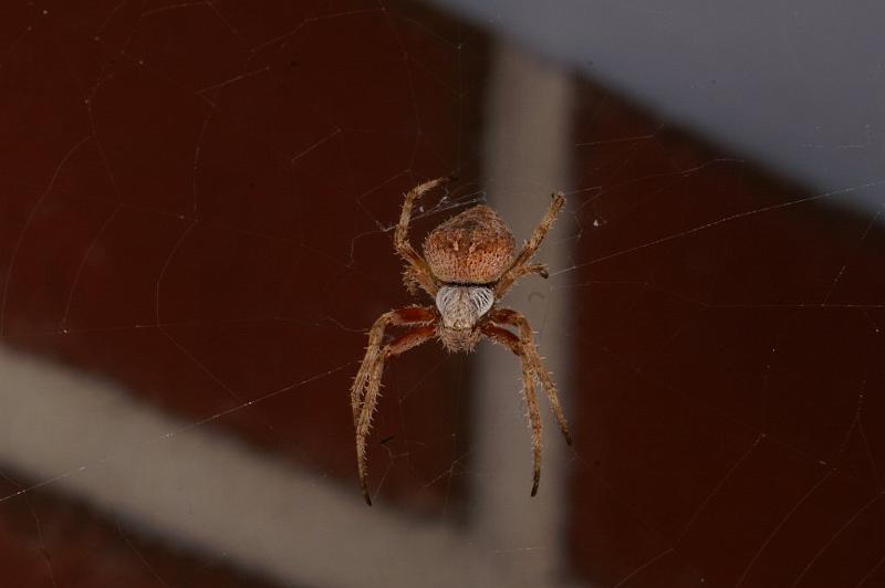 Eriophora_ZZ328_D3709_Z_82_Kalbarri_Australie.jpg