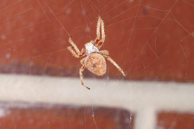 Eriophora_ZZ328_D3710_Z_85_Kalbarri_Australie.jpg