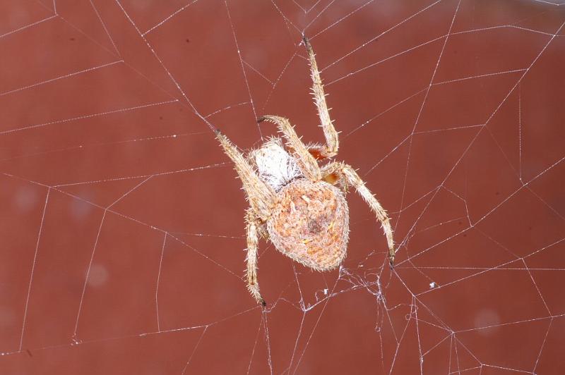 Eriophora_ZZ328_D3714_Z_85_Kalbarri_Australie.jpg