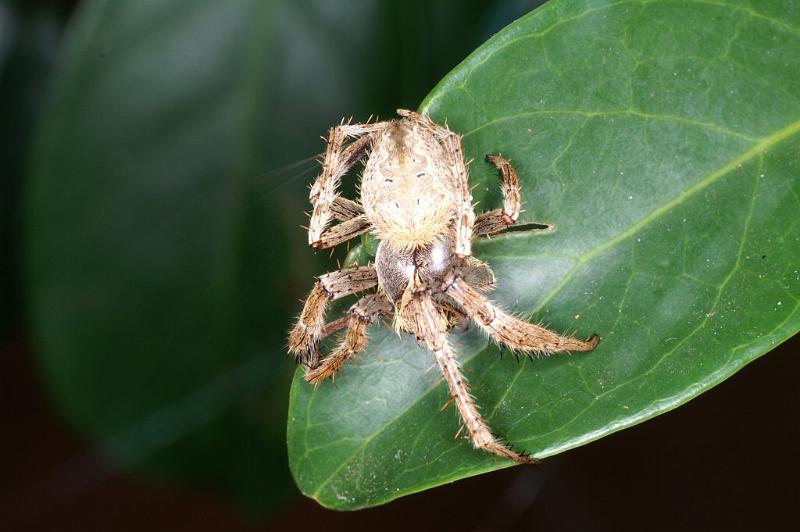 Eriophora_ZZ367_D4167_Z_85_Nudgee_Australie.jpg