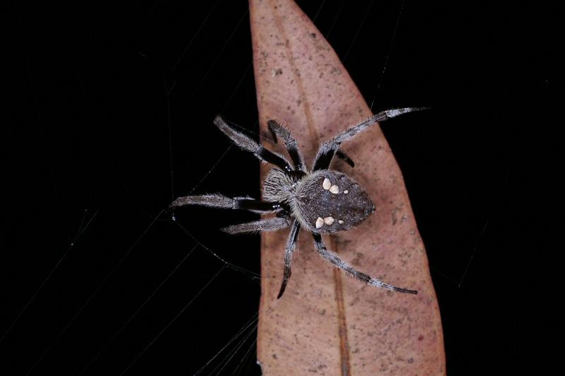 Eriophora_ZZ368_D4145_Z_82_Toowoomba_Australie.jpg