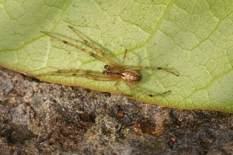 Eriophora_ZZ390_D5439_Z_89_Yungaburra_Australie.jpg