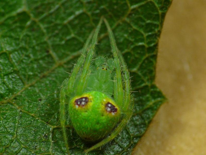 Eriophora_circulissparsus_D6898_Z_87_Brisbane_Australie.jpg