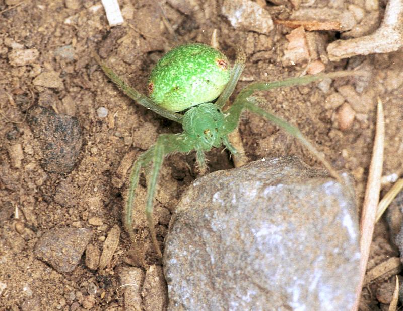 Eriophora_circulissparsus_F1668_Z_86_Healesville_Australie.jpg