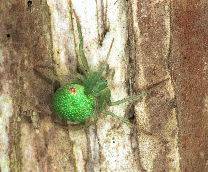 Eriophora_circulissparsus_F1669_Z_86_Healesville_Australie.jpg