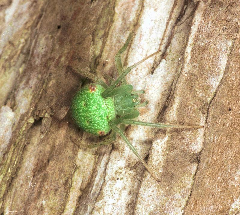 Eriophora_circulissparsus_F1670_Z_86_Healesville_Australie.jpg