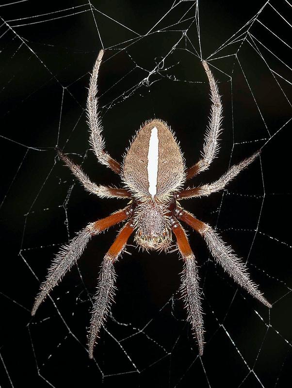 Eriophora_transmarina_D3982_Z_90_Sydney_Australie.jpg