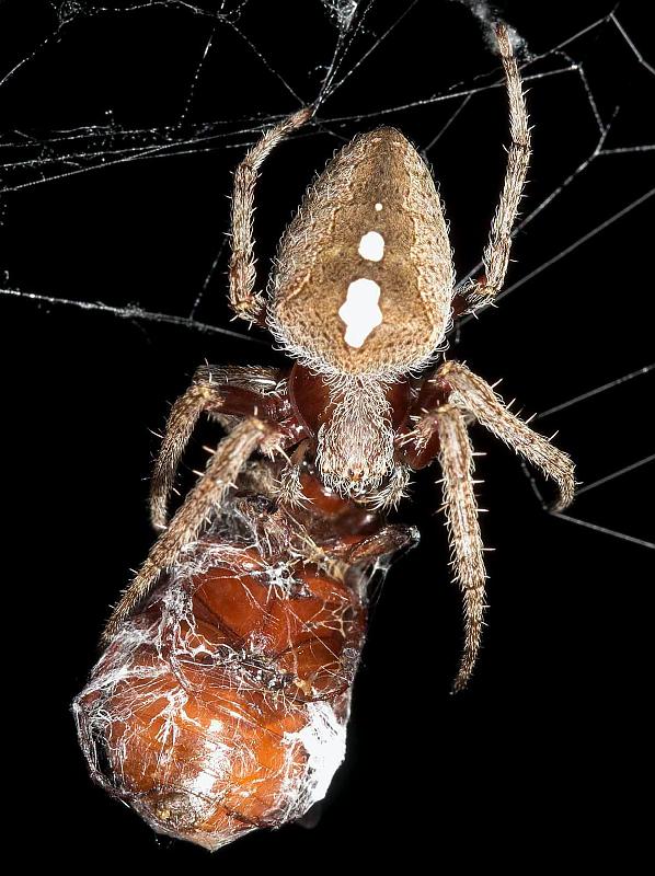 Eriophora_transmarina_D3983_Z_90_Sydney_Australie.jpg