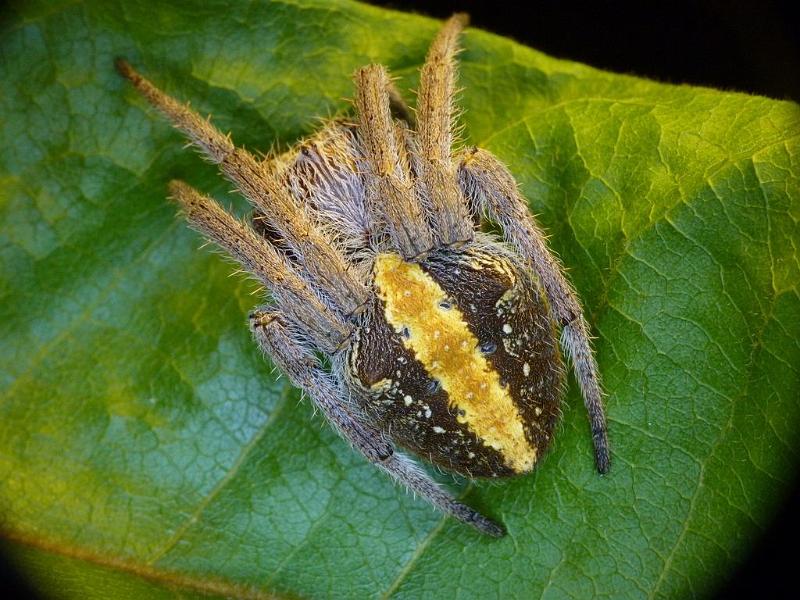 Eriophora_transmarina_D6723_Z_90_Brisbane_Australie.jpg