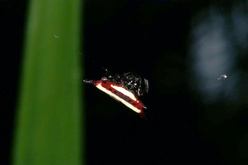 Gasteracantha_fornicata_D5347_Z_80_Daintree-Cookstown_Australie.jpg