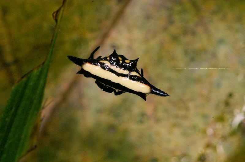 Gasteracantha_fornicata_D5349_Z_88_Daintree-Cookstown_Australie.jpg