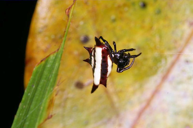 Gasteracantha_fornicata_D5350_Z_90_Daintree-Cookstown_Australie.jpg