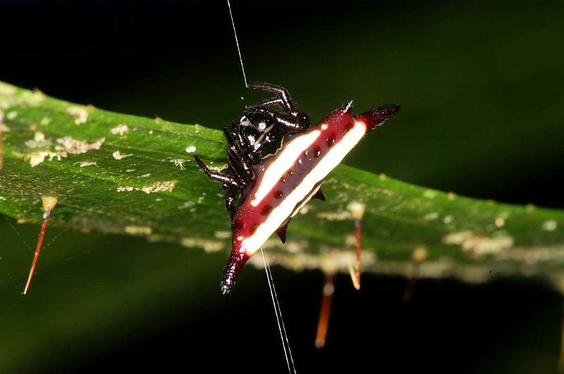 Gasteracantha_fornicata_D5351_Z_88_Daintree-Cookstown_Australie.jpg