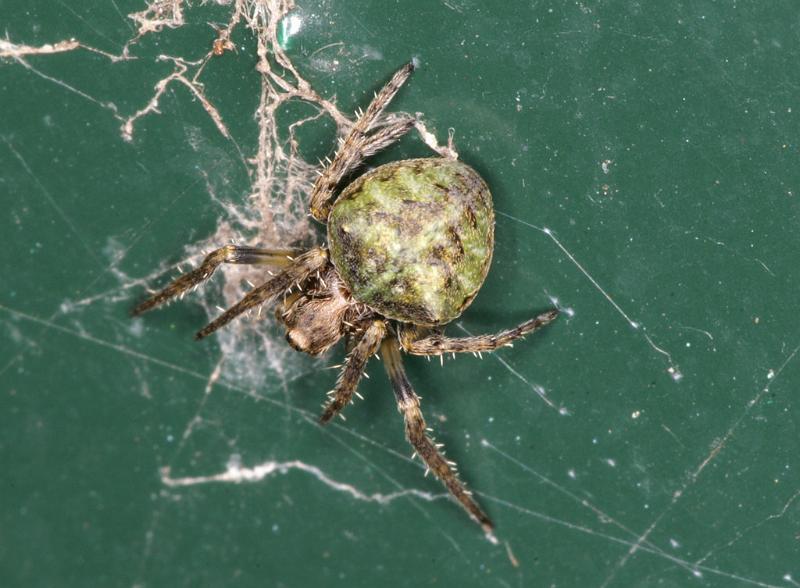 Gibbaranea_gibbosa_D4736_Z_89_Waterleidingduinen_Nederland.jpg