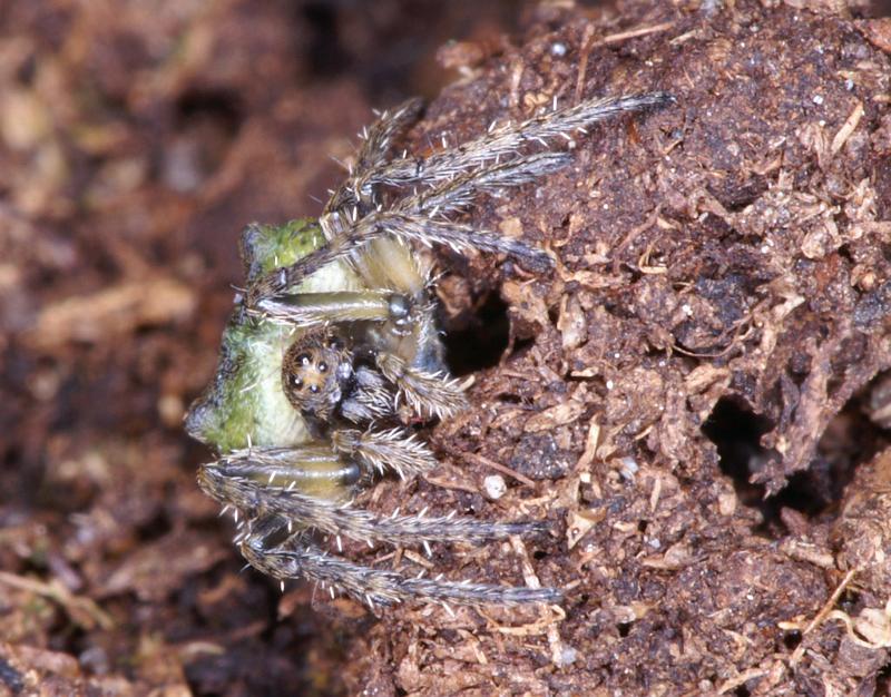 Gibbaranea_gibbosa_D4744_Z_88_Waterleidingduinen_Nederland.jpg