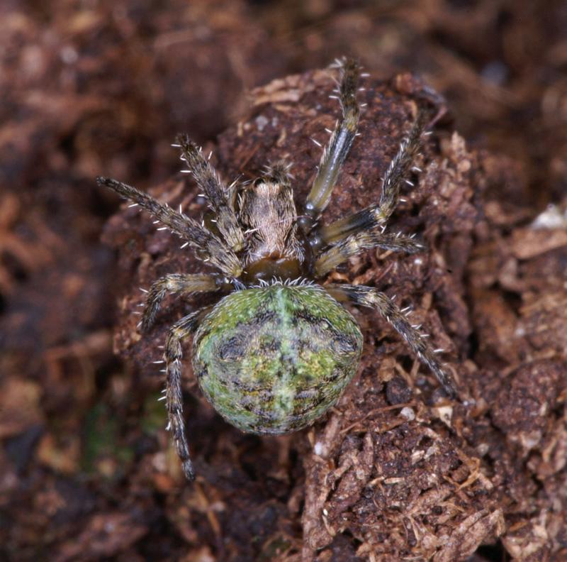 Gibbaranea_gibbosa_D4745_Z_88_Waterleidingduinen_Nederland.jpg