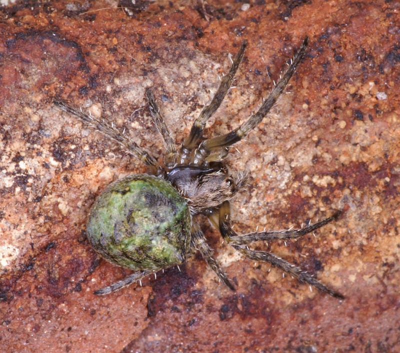 Gibbaranea_gibbosa_D4746_Z_89_Waterleidingduinen_Nederland.jpg