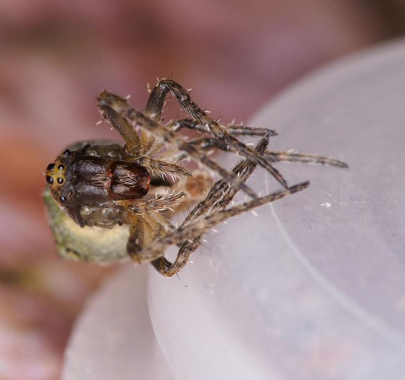 Gibbaranea_gibbosa_D4748_Z_88_Waterleidingduinen_Nederland.jpg