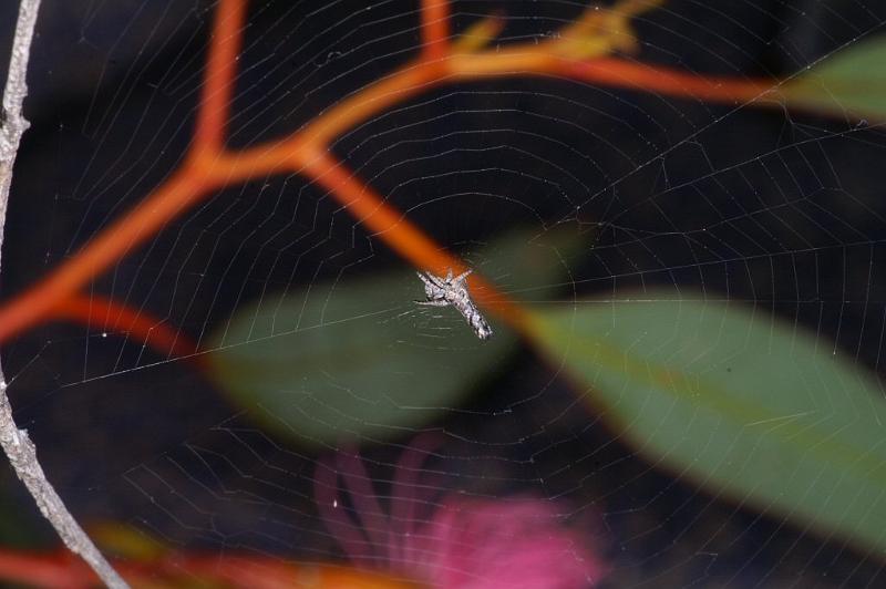 Heurodes_ZZ302_D3360_Z_92_Widgiemooltha_Australie.jpg