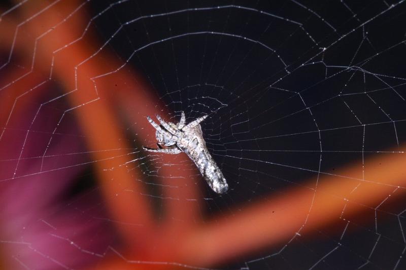 Heurodes_ZZ302_D3361_Z_92_Widgiemooltha_Australie.jpg