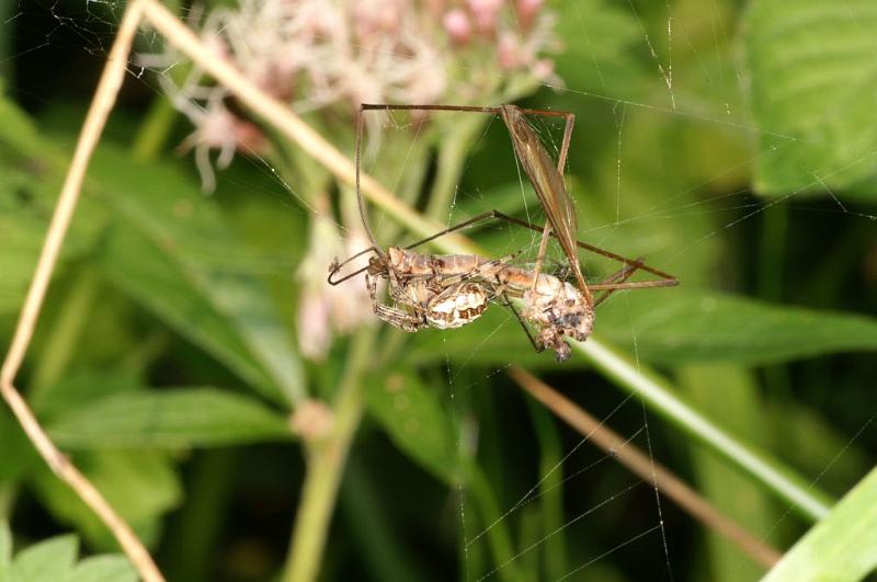 Larinioides_cornutus_D3876_Z_80_Kaaihoeve_Belgie.jpg