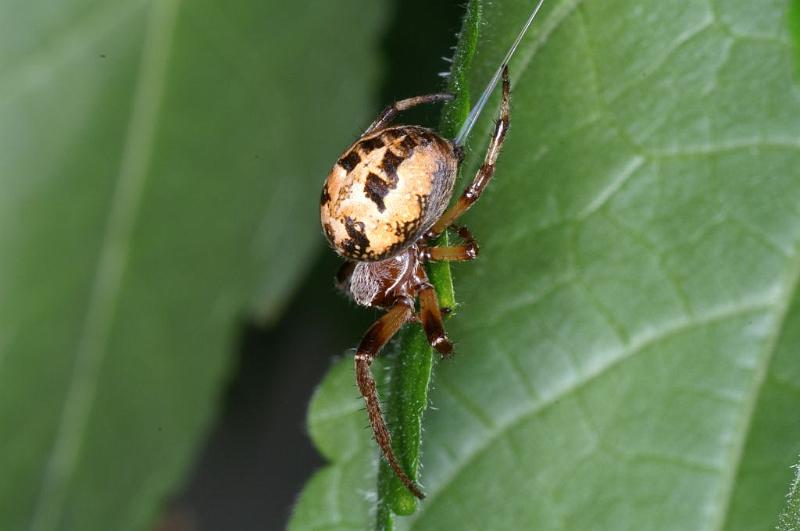 Larinioides_cornutus_D3881_Z_88_Kaaihoeve_Belgie.jpg