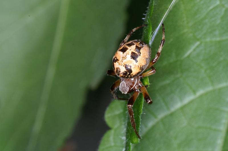 Larinioides_cornutus_D3882_Z_87_Kaaihoeve_Belgie.jpg