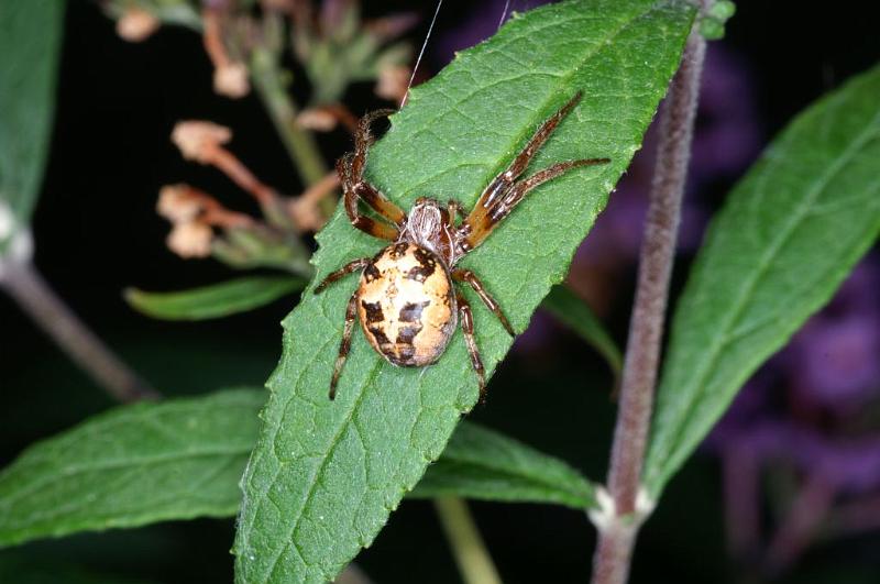 Larinioides_cornutus_D3883_Z_89_Kaaihoeve_Belgie.jpg