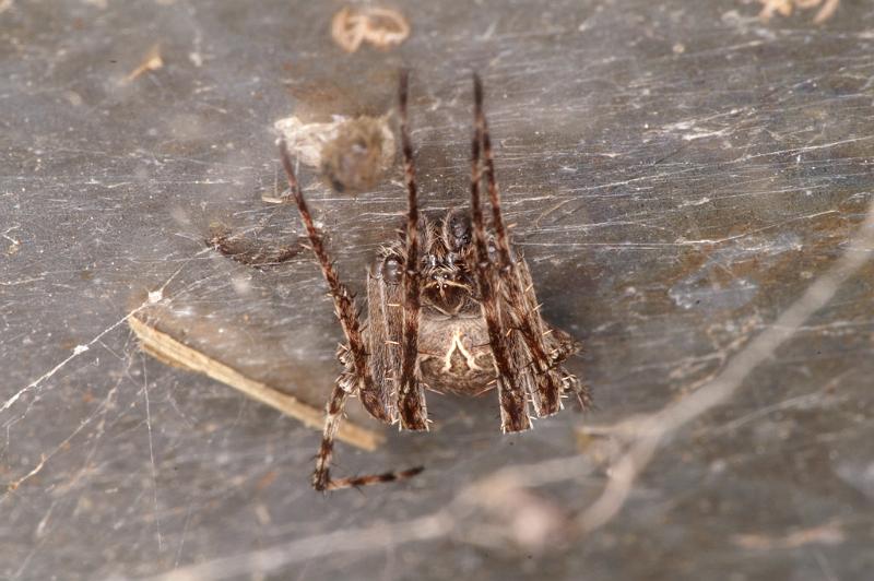 Larinioides_sclopetarius_D4586_Z_84_Waterleidingduinen_Nederland.jpg