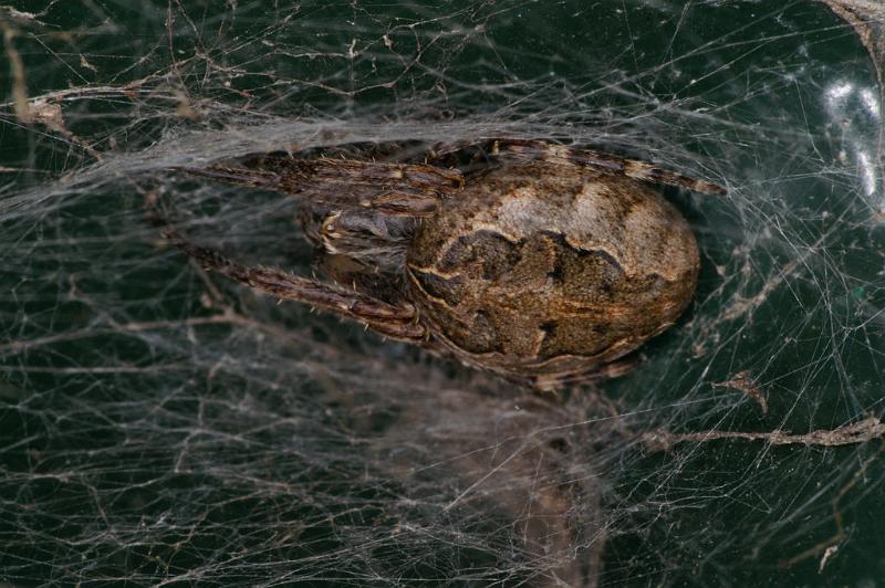 Larinioides_sclopetarius_D4740_Z_88_Waterleidingduinen_Nederland.jpg