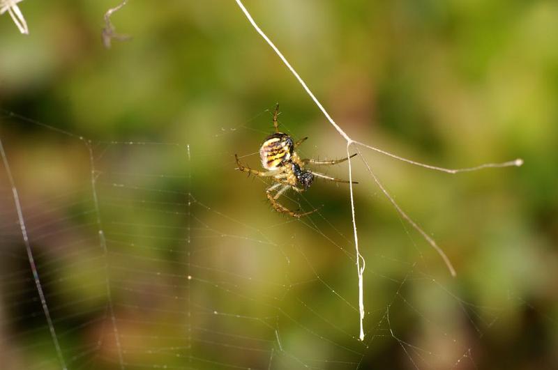 Mangora_acalypha_D5756_Z_86_Prattenburg_Nederland.jpg