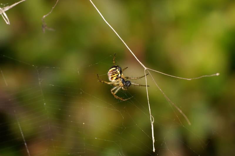 Mangora_acalypha_D5757_Z_86_Prattenburg_Nederland.jpg