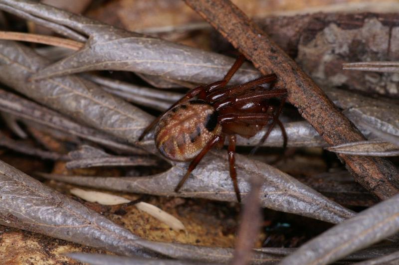 Phonognatha_graeffei_D4116_Z_88_Toowoomba_Australie.jpg