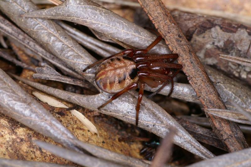 Phonognatha_graeffei_D4117_Z_89_Toowoomba_Australie.jpg