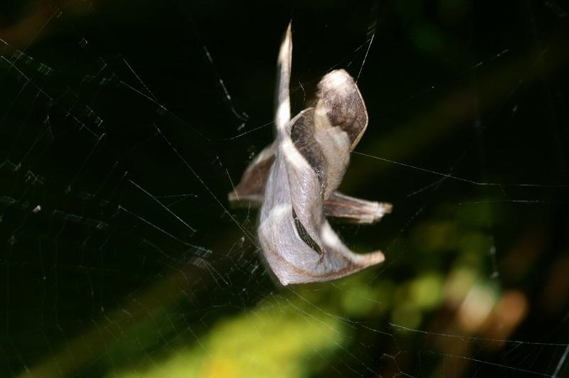 Phonognatha_graeffei_D4118_Z_87_Toowoomba_Australie.jpg