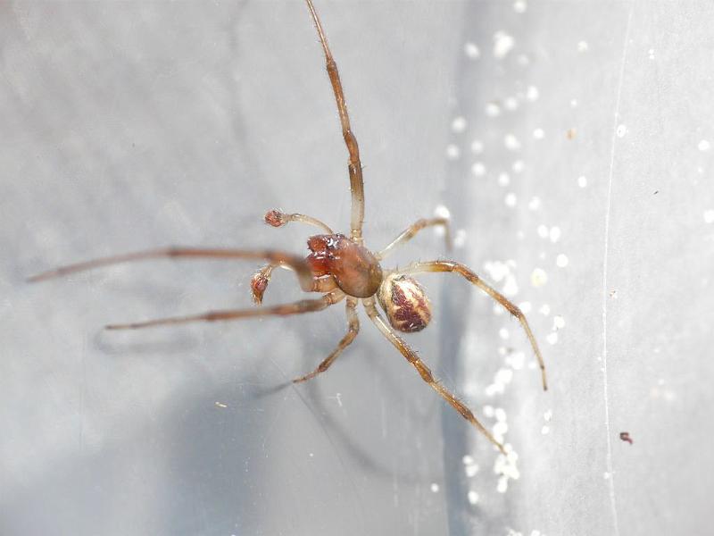 Phonognatha_graeffei_D6697_Z_88_Brisbane_Australie.jpg