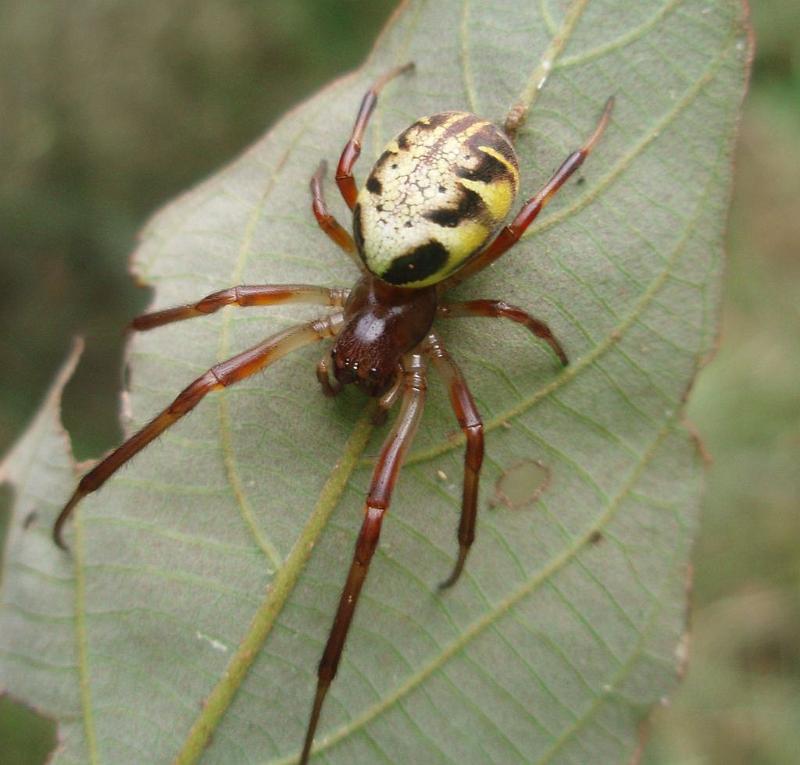 Phonognatha_graeffei_D6972_Z_89_Brisbane_Australie.jpg