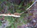 Arachnura_higginsi_D5650_Z_85_Northcliffe_Australie