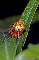 Araneus_ZZ364_D4510_Z_75_-_Australie