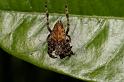 Araneus_ZZ389_D5441_Z_85_Yungaburra_Australie