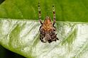 Araneus_ZZ389_D5442_Z_90_Yungaburra_Australie