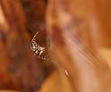 Araneus_ZZ404_D5615_Z_88_Prattenburg_Nederland