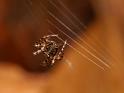 Araneus_ZZ404_D5616_Z_82_Prattenburg_Nederland