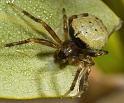 Araneus_ZZ430_D5807_Z_87_Perth_Australie