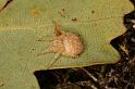 Araneus_ZZXYX_D5885_Z_88_Badhoevedorp_Nederland