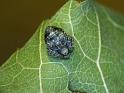 Araneus_acuminata_D6222_Z_88_Brisbane_Australie