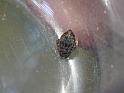 Araneus_acuminata_D6901_Z_88_Brisbane_Australie