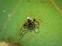 Araneus_acuminatus_D6930_Z_89_Brisbane_Australie