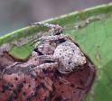 Araneus_acuminatus_D6969_Z_82_Brisbane_Australie